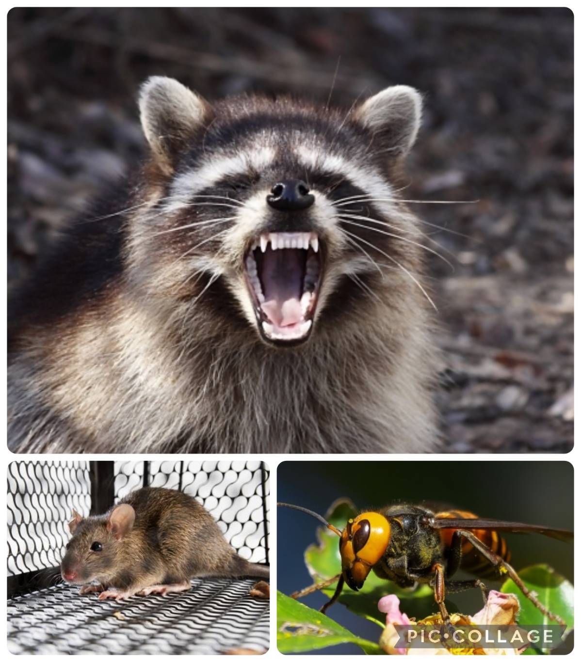 地元密着のネズミ・ハクビシン、害獣駆除【富山安心駆除サービス】