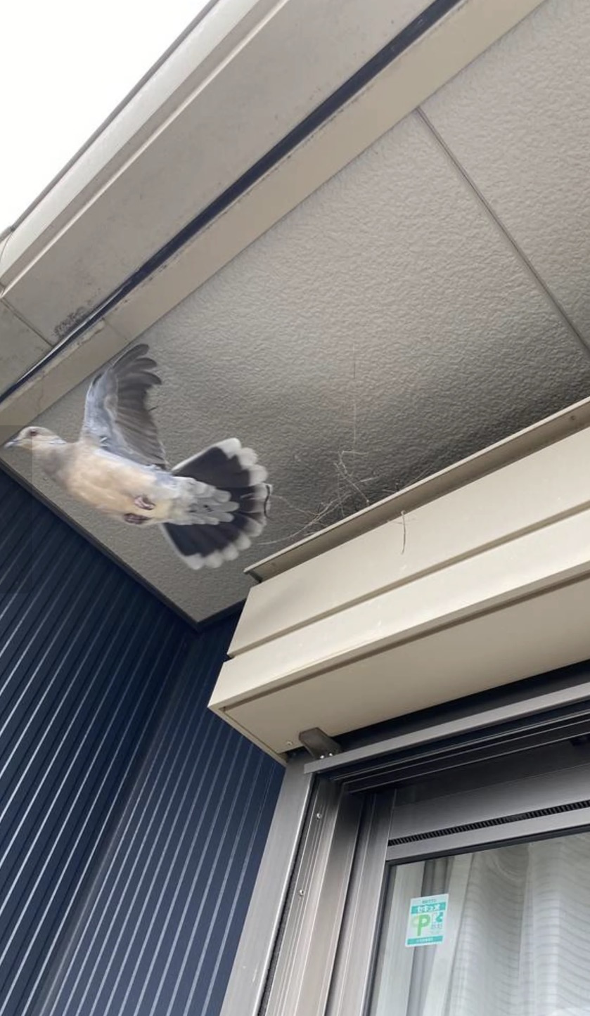 愛知県弥富市でハト駆除をお考えなら